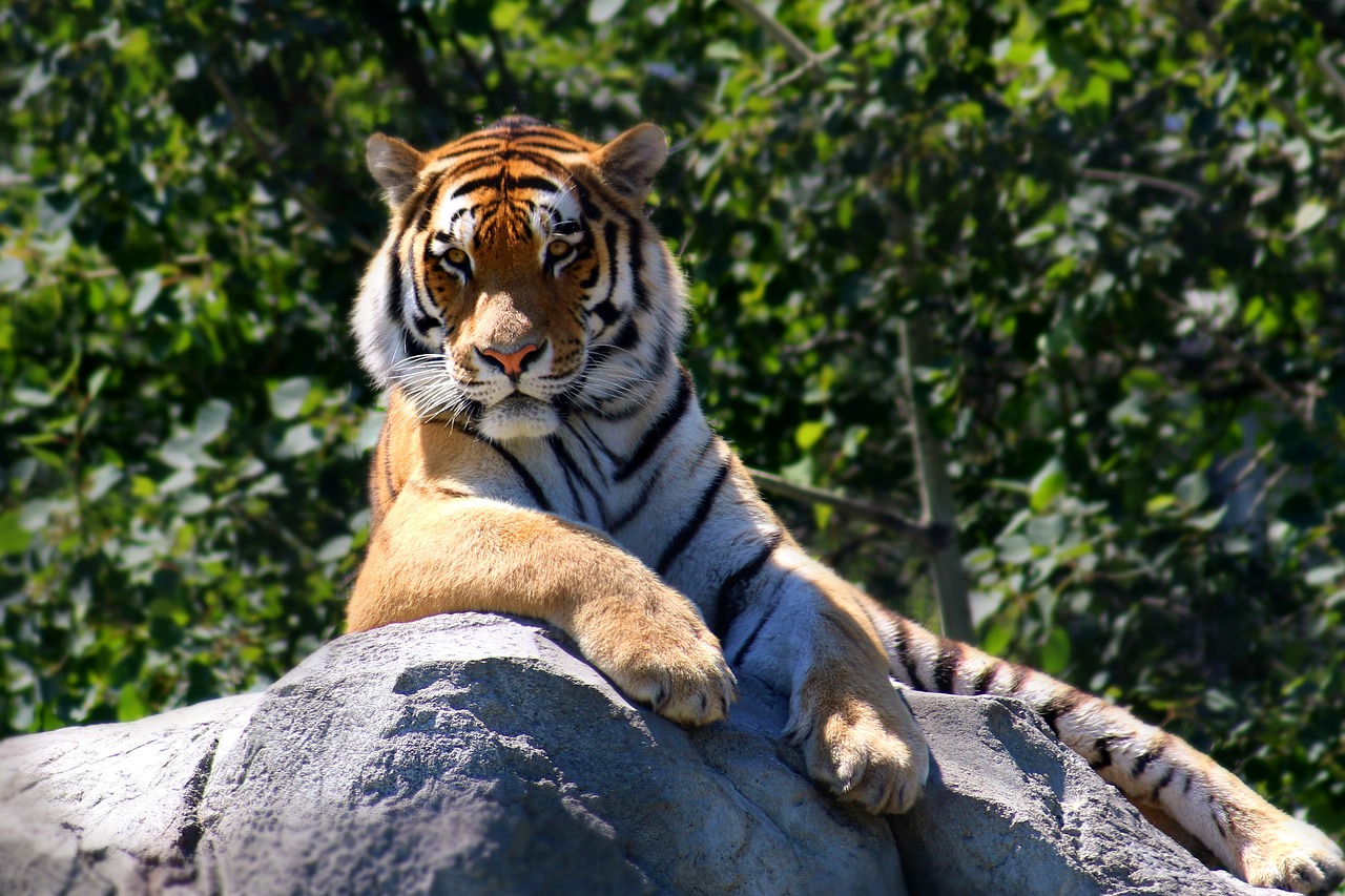 tiger, animal, wildlife-2196128.jpg